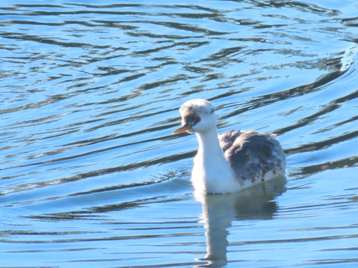 Clark's Grebe - ML646404160