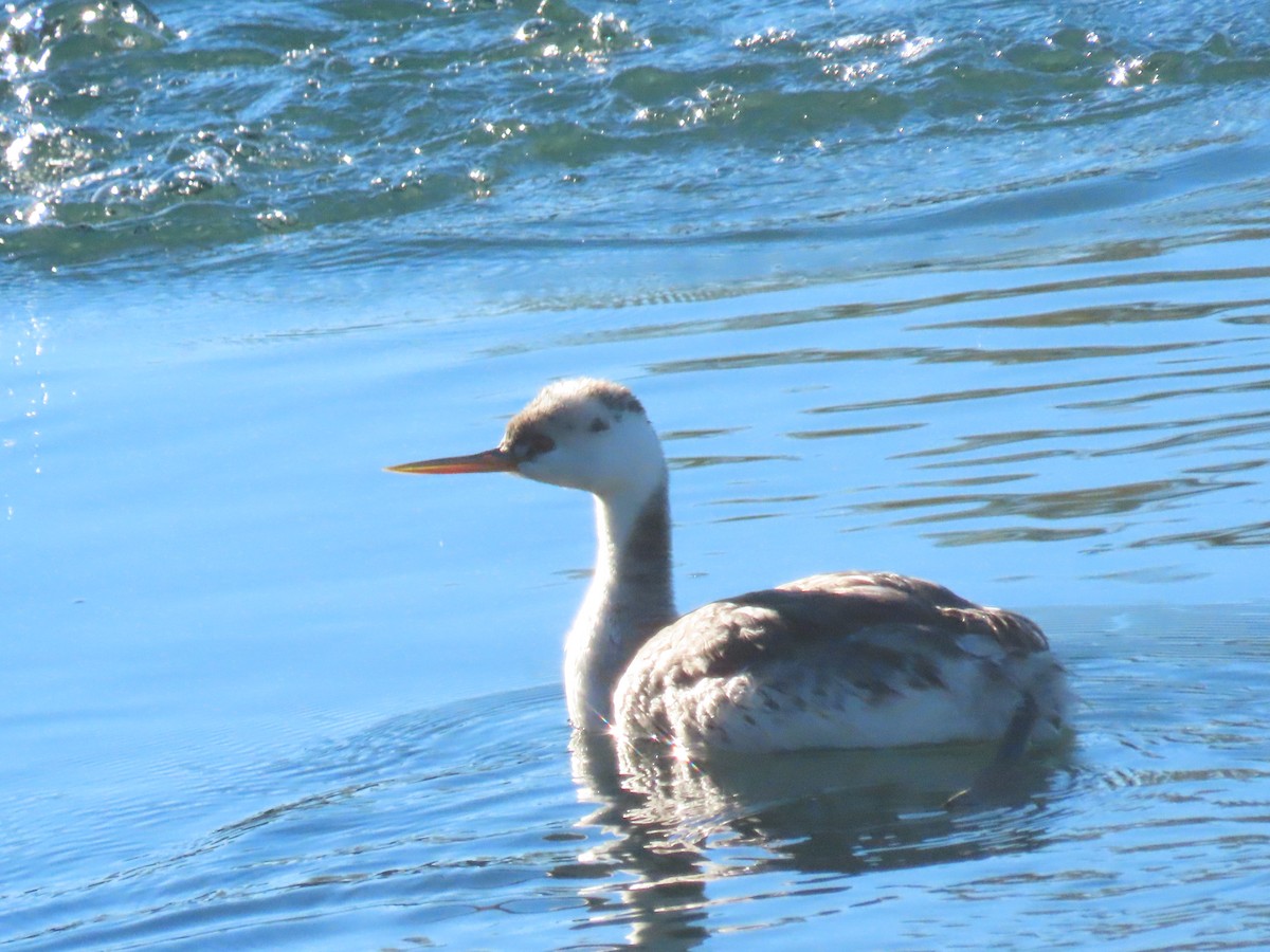 Clark's Grebe - ML646404161