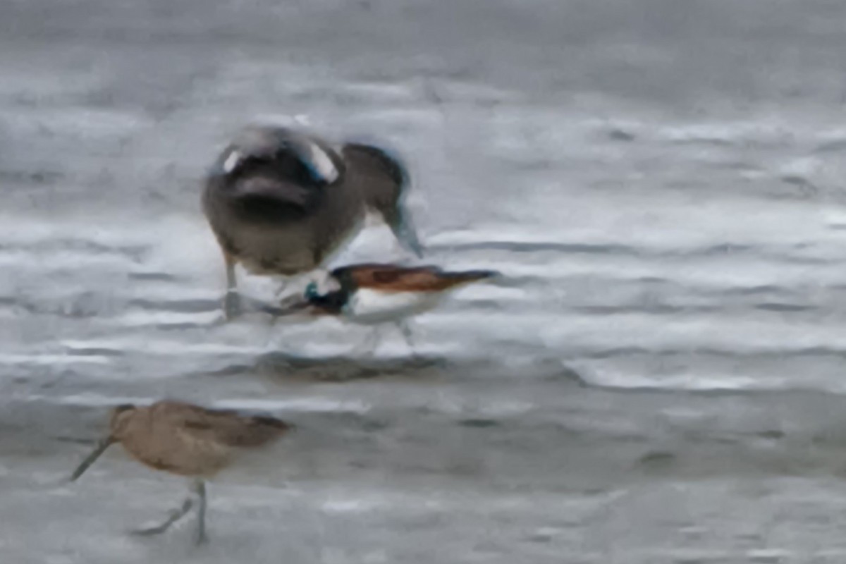 Ruddy Turnstone - ML646404165