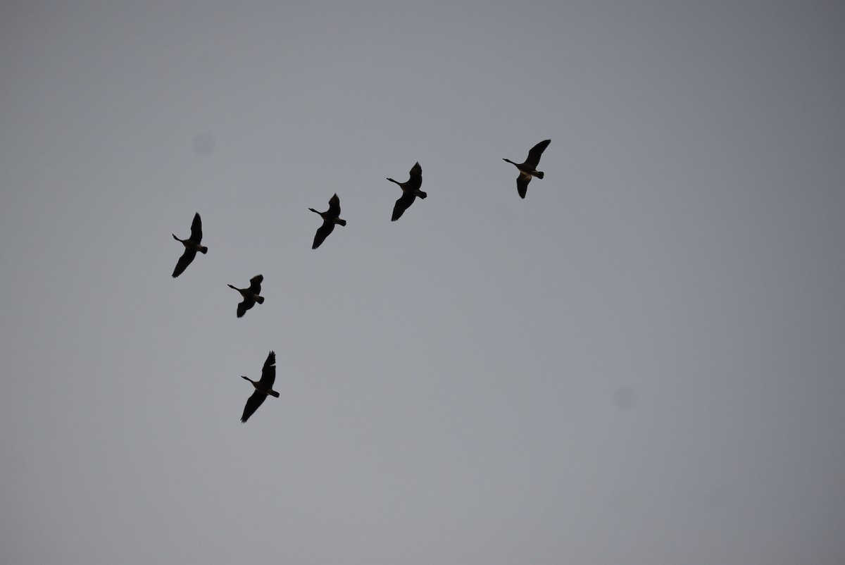 Canada Goose - ML646404166