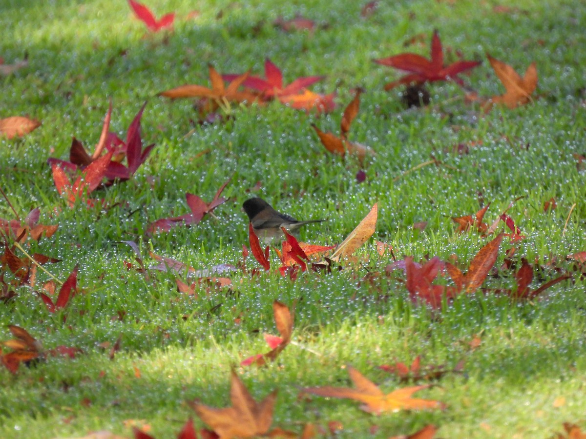 Dark-eyed Junco - ML646404167