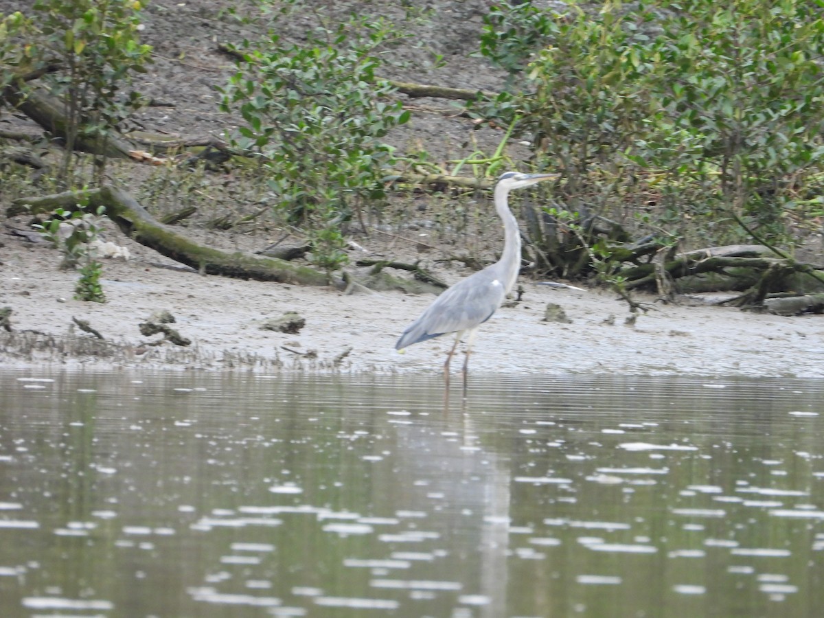 Gray Heron - ML646404169
