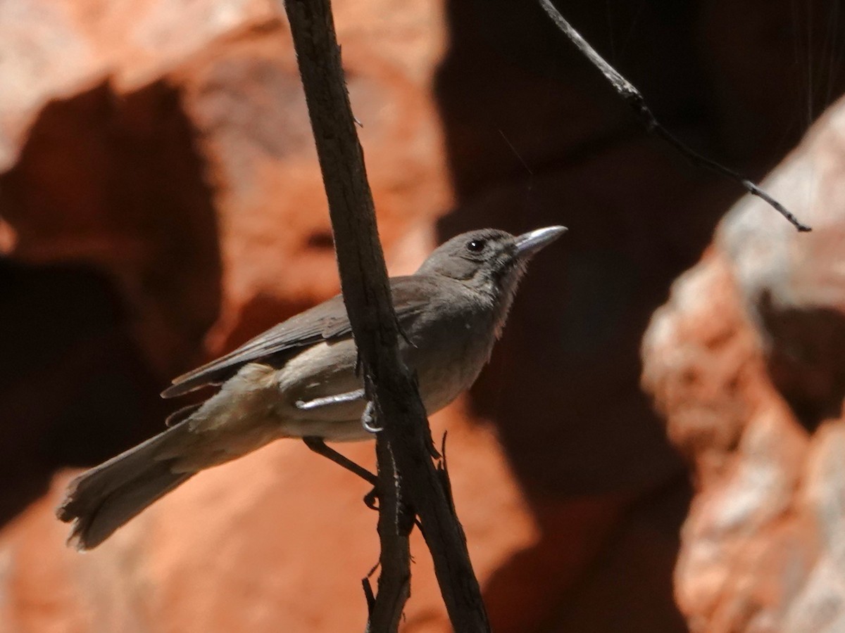 Gray Shrikethrush - ML646404170