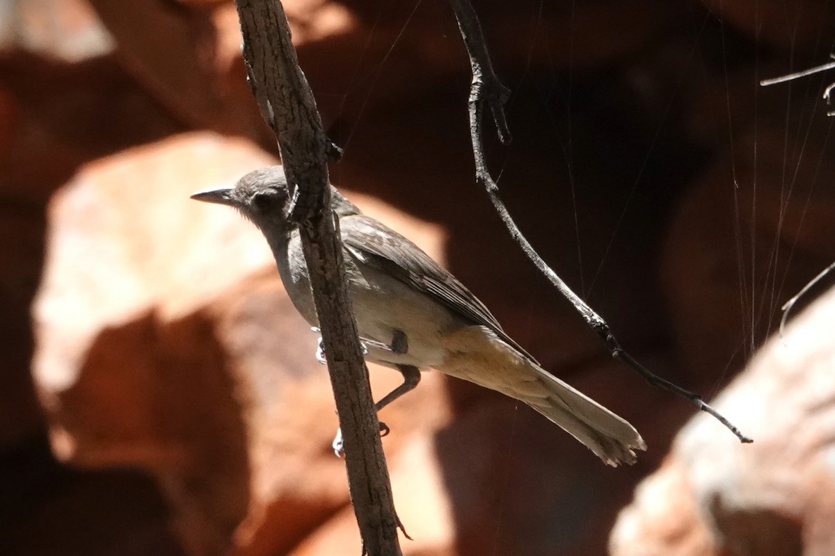 Gray Shrikethrush - ML646404171