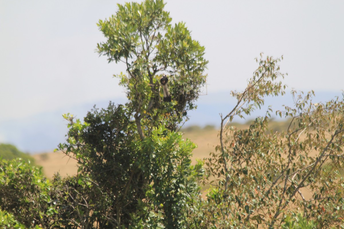 Gray-backed Fiscal - ML646404172