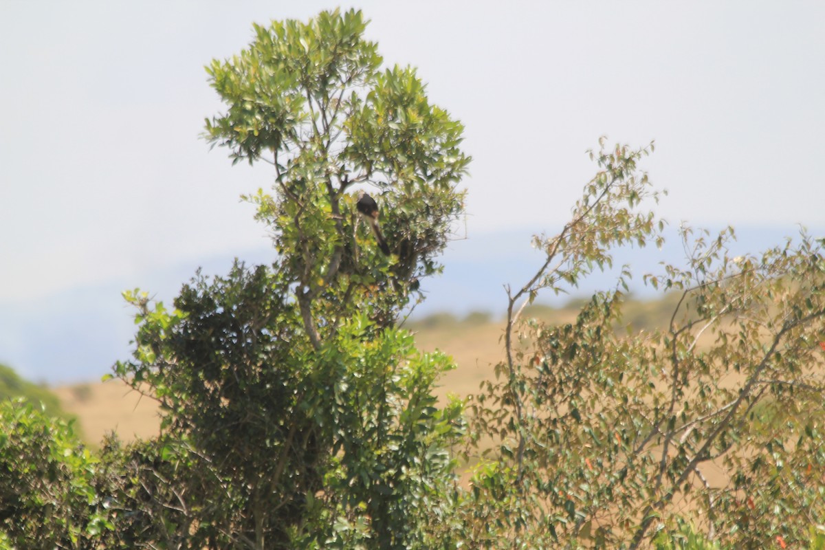 Gray-backed Fiscal - ML646404173