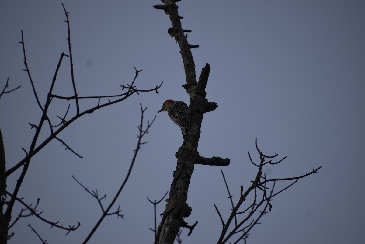 Red-bellied Woodpecker - ML646404174