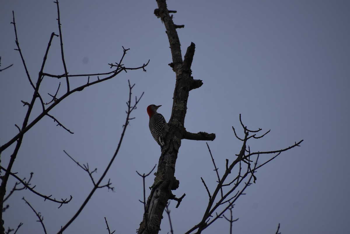Red-bellied Woodpecker - ML646404175