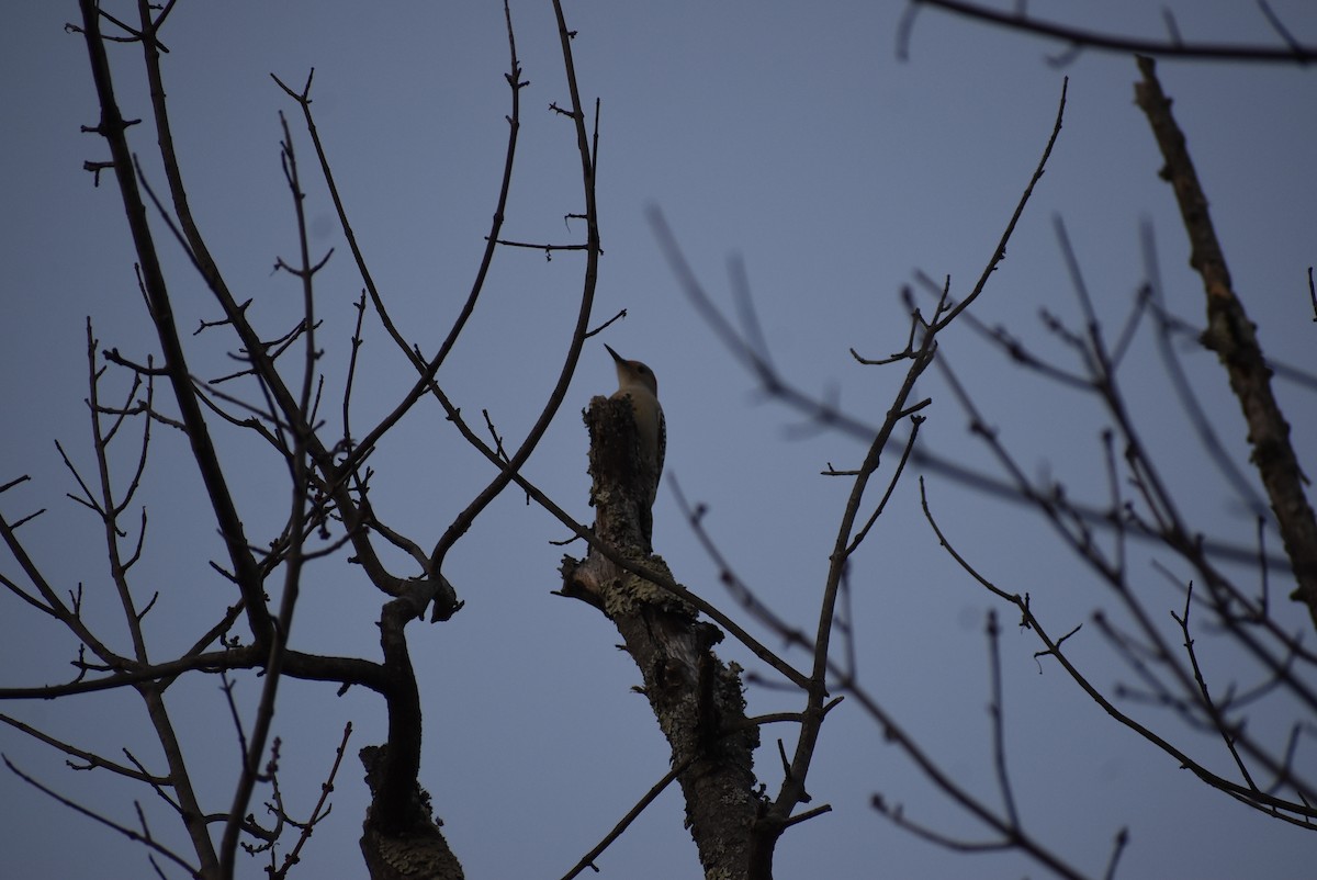 Red-bellied Woodpecker - ML646404176