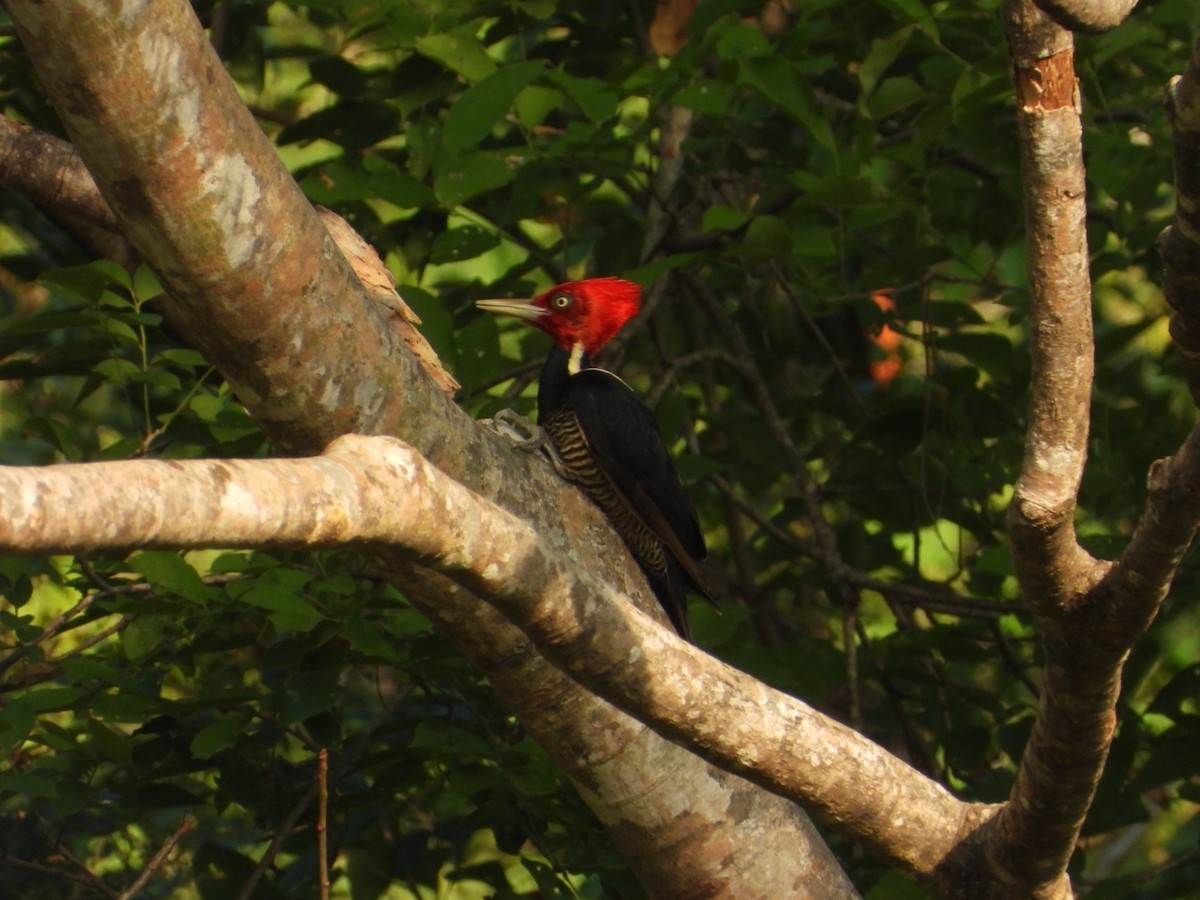 Pale-billed Woodpecker - ML646404177
