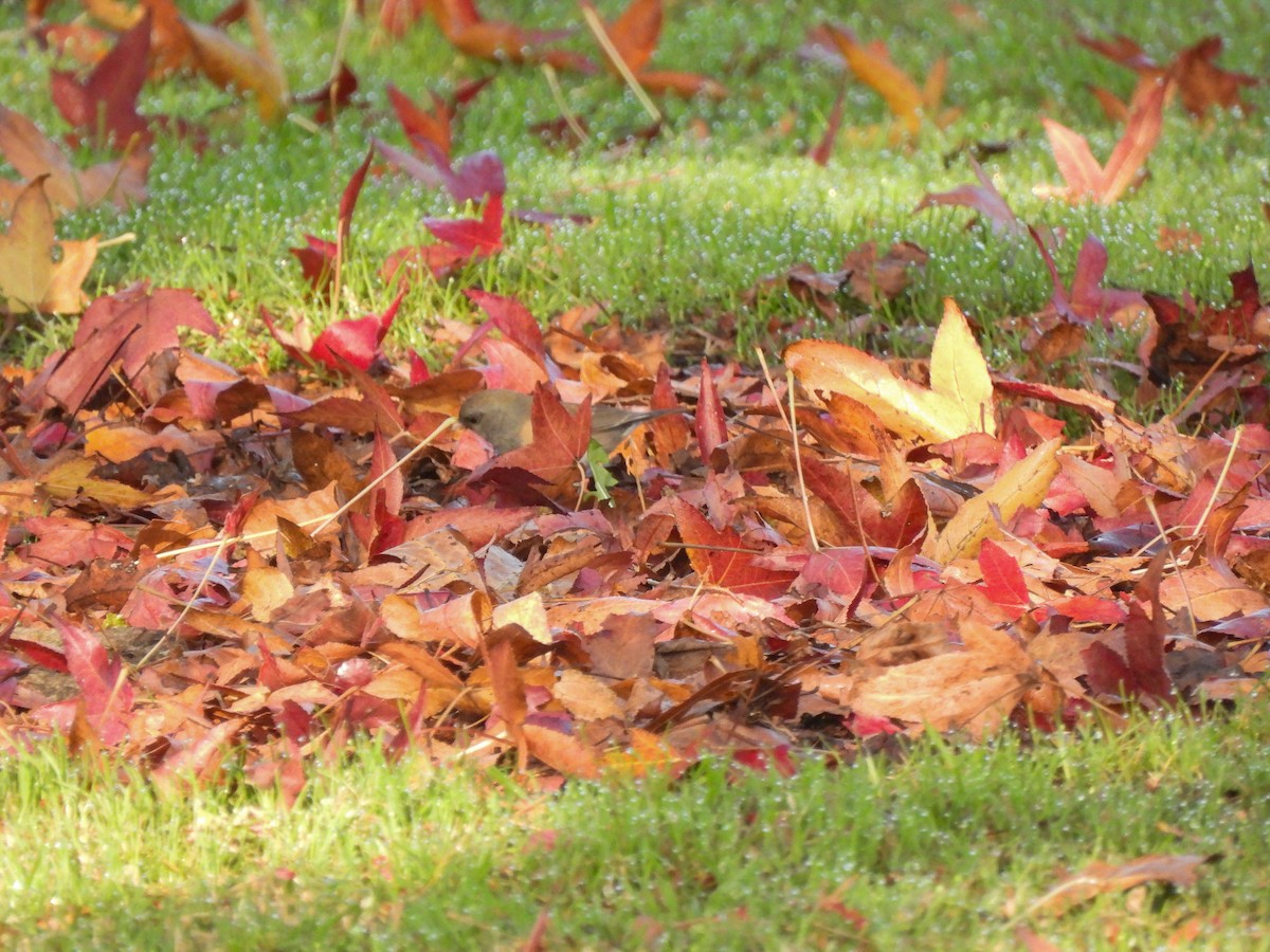 Dark-eyed Junco - ML646404178