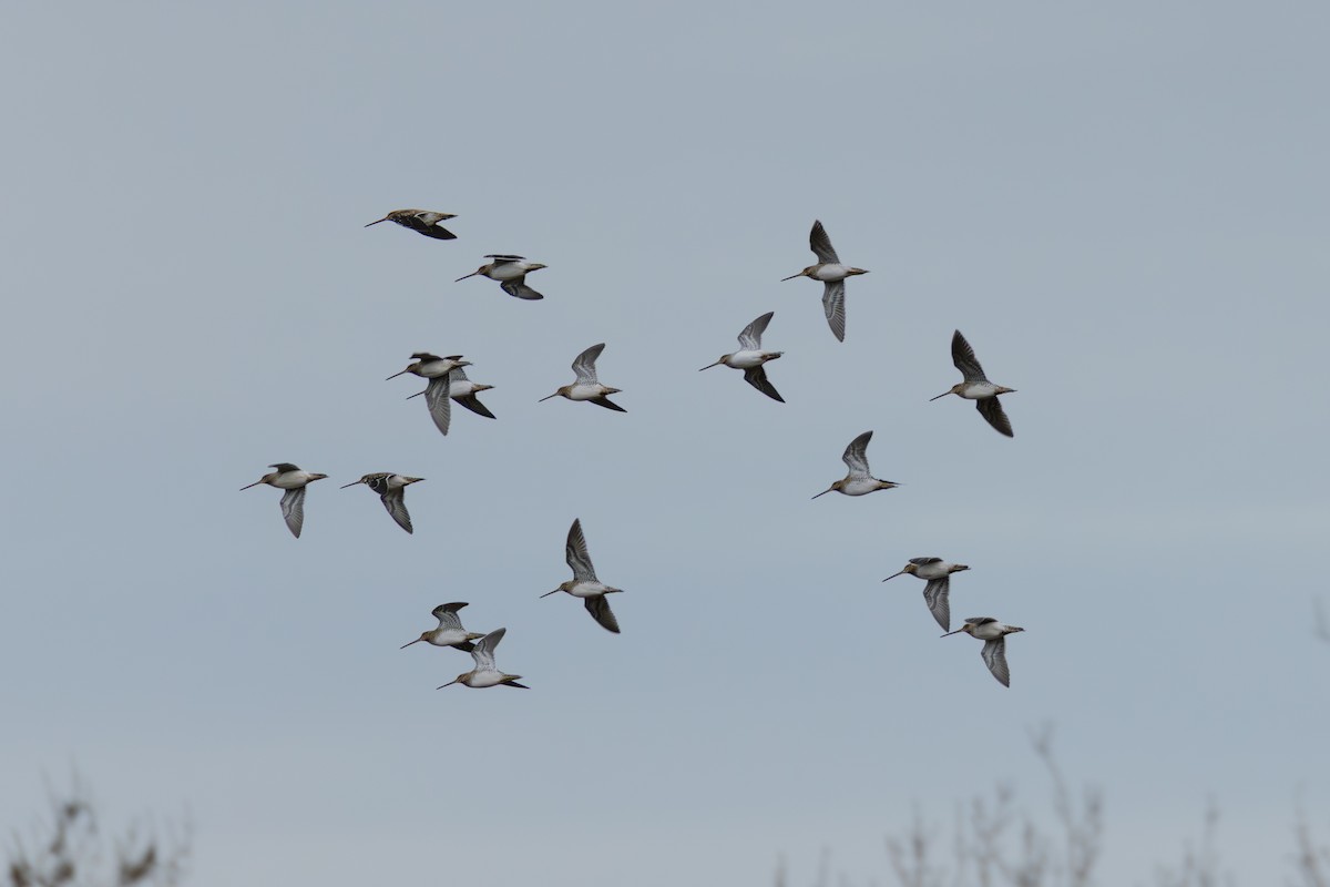 Common Snipe - ML646404183
