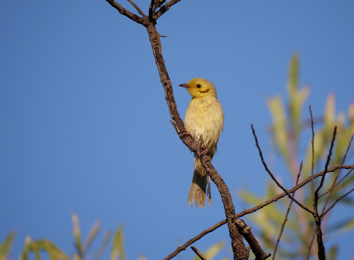 Yellow-tinted Honeyeater - ML646404184