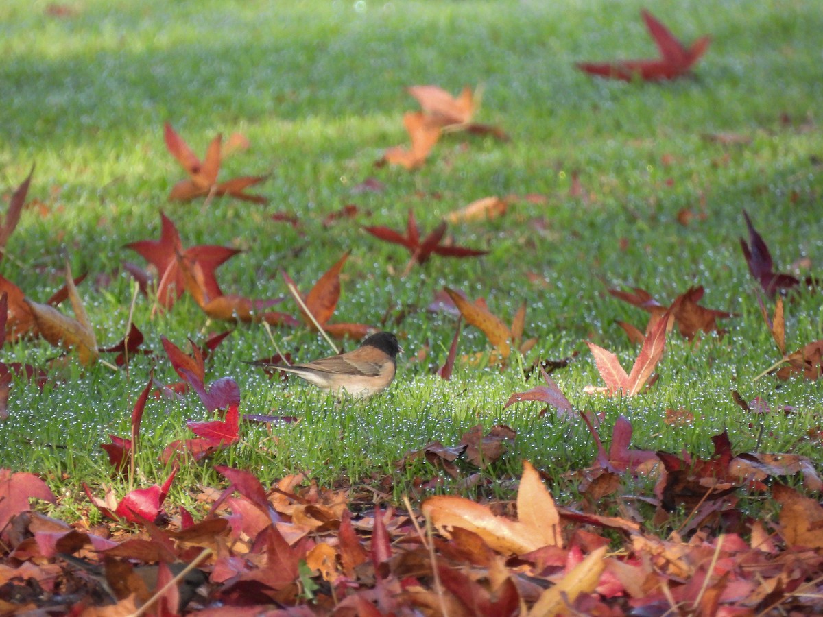 Dark-eyed Junco - ML646404185