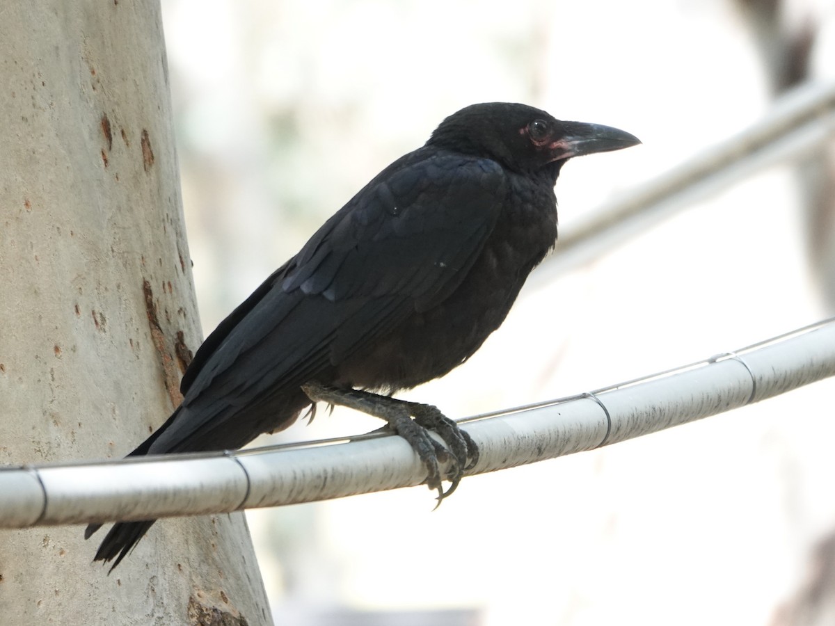 Torresian Crow - ML646404186