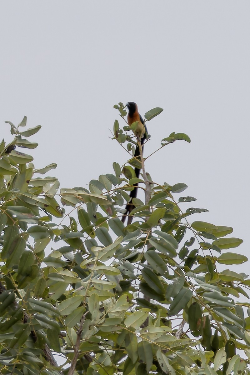 Exclamatory Paradise-Whydah - ML646404187