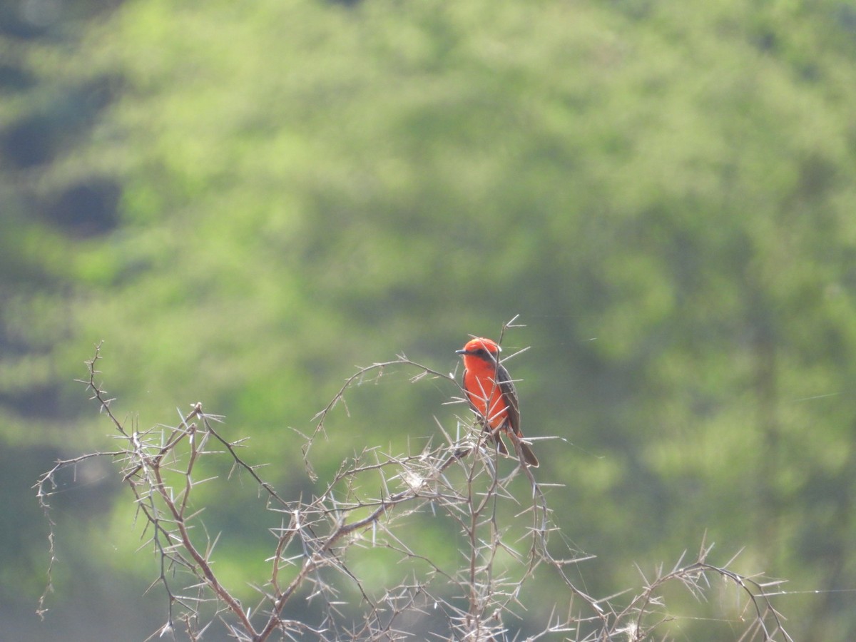 Vermilion Flycatcher - ML646404188