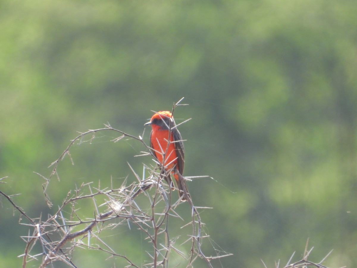 Vermilion Flycatcher - ML646404189