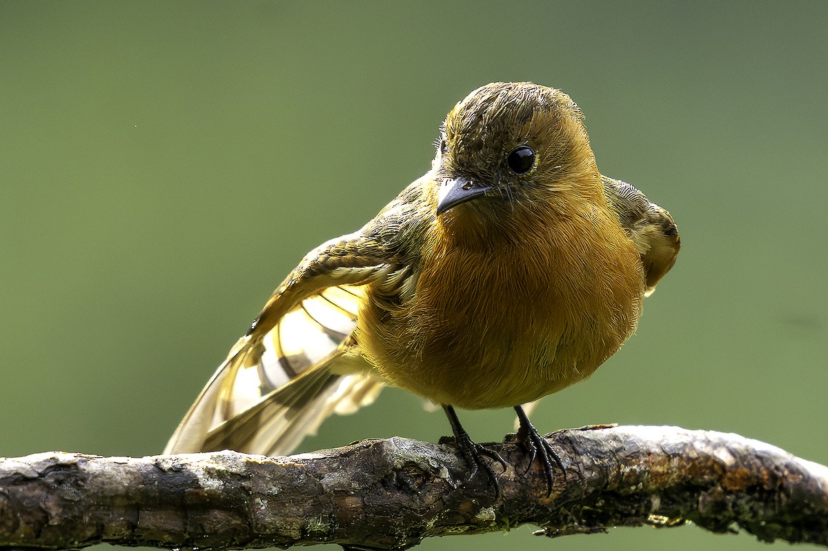 Cinnamon Flycatcher - ML646404190