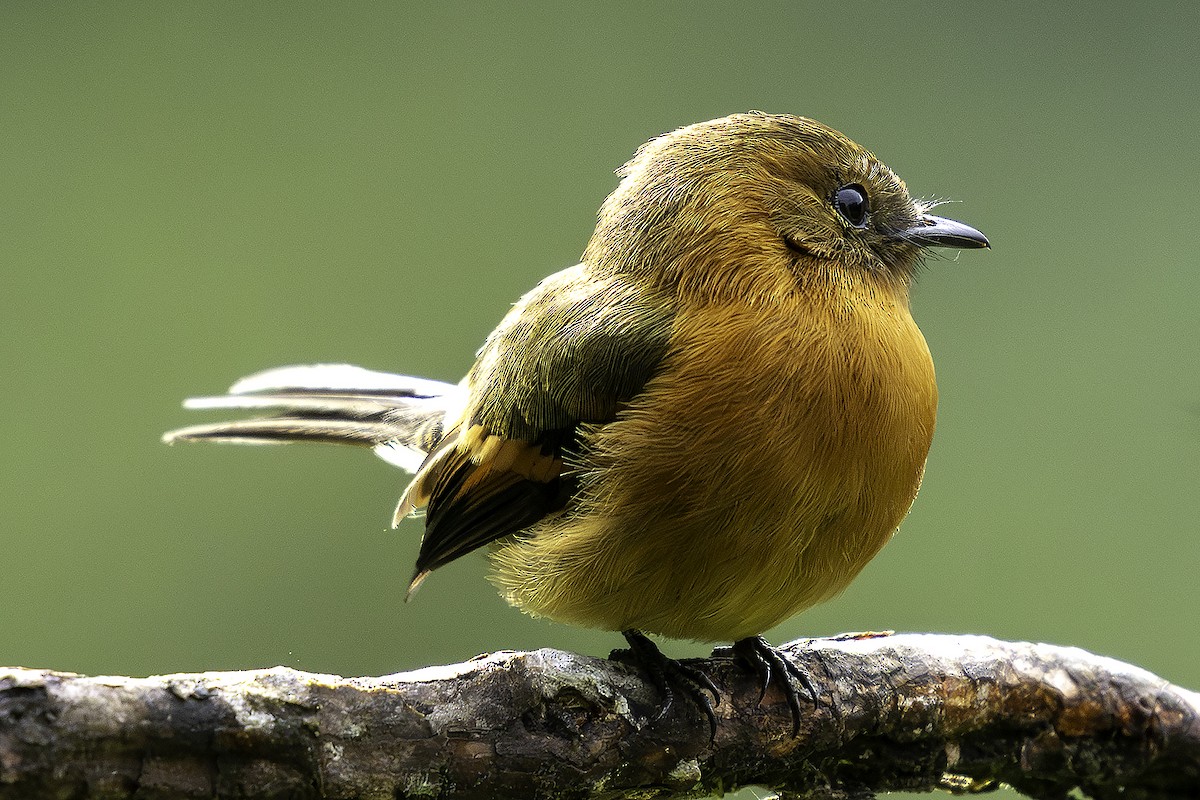 Cinnamon Flycatcher - ML646404191
