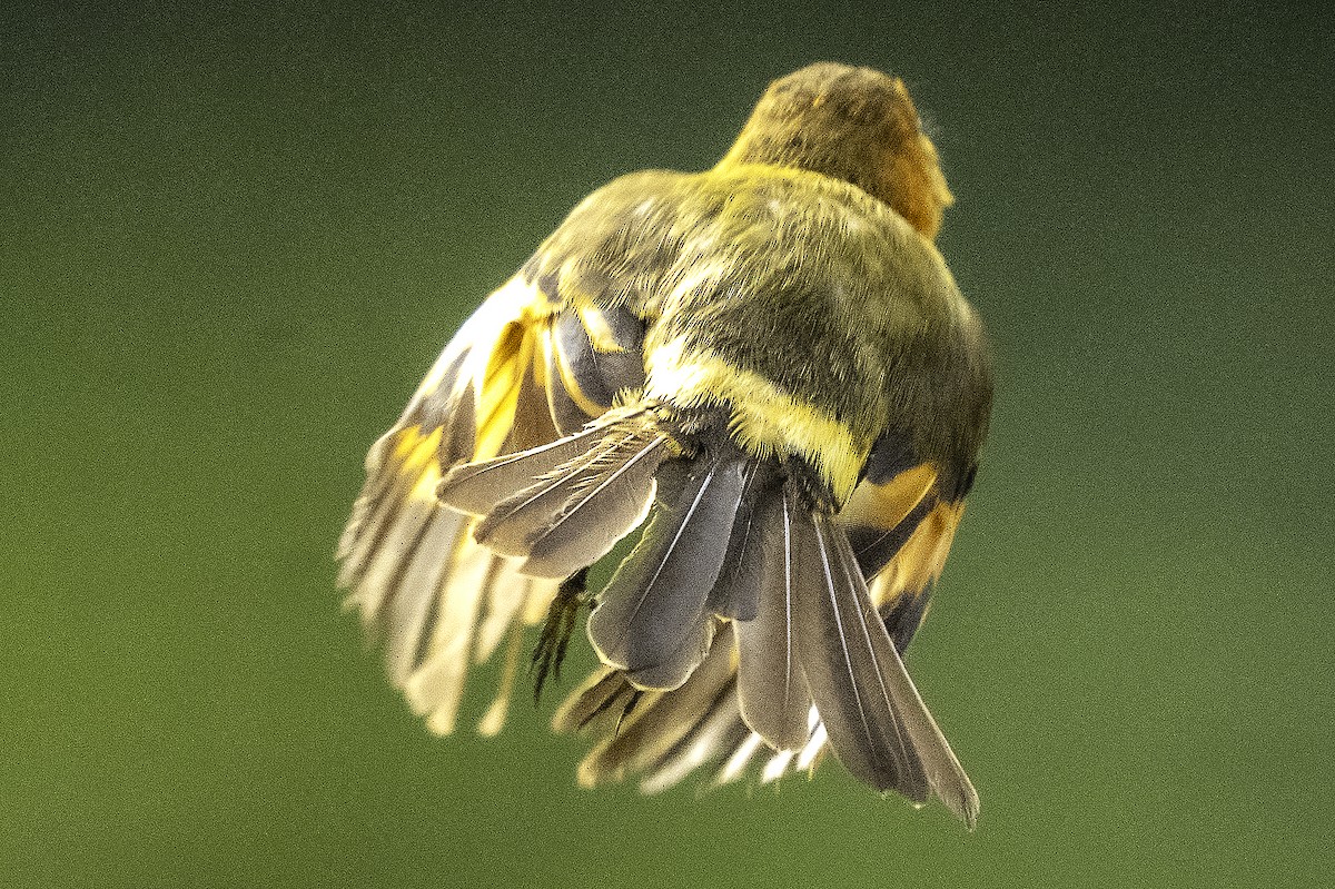 Cinnamon Flycatcher - ML646404192