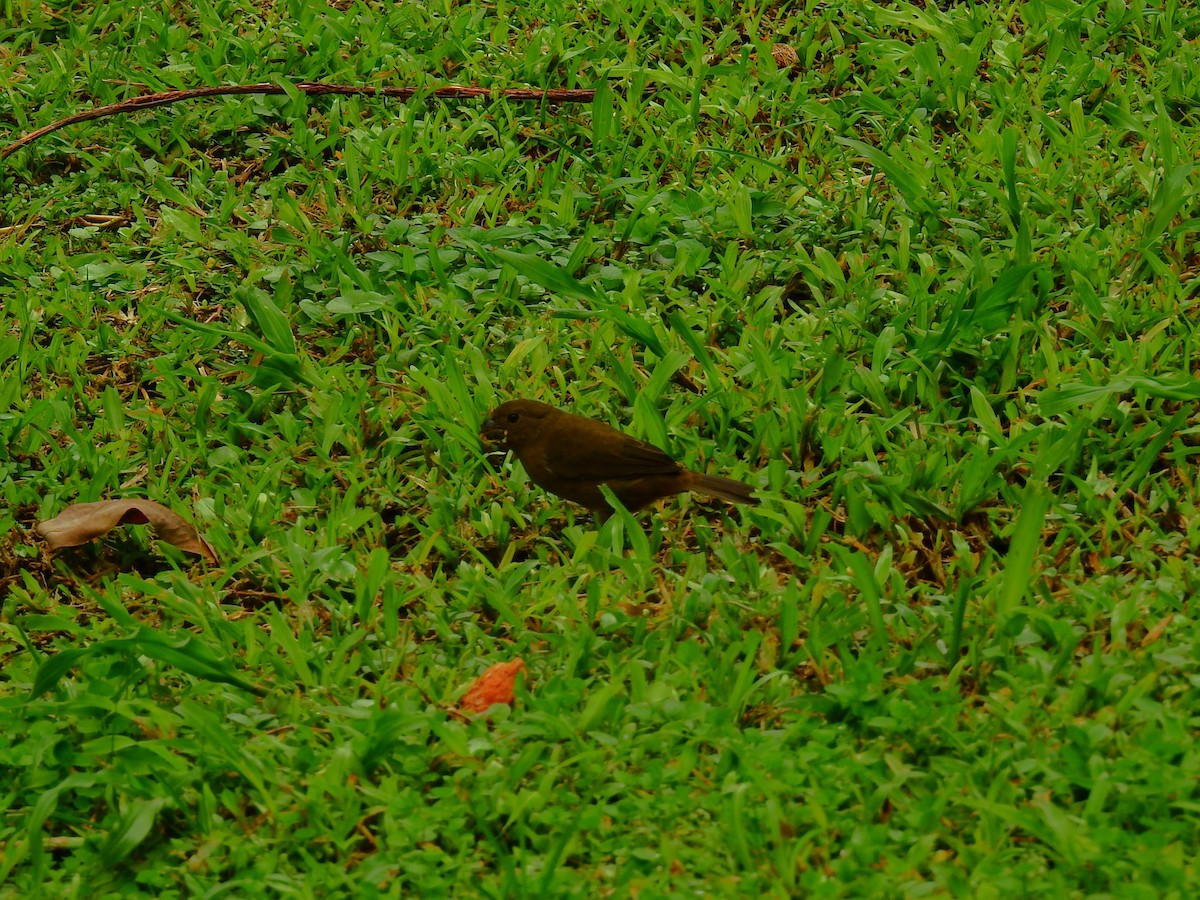 Variable Seedeater - ML646404193