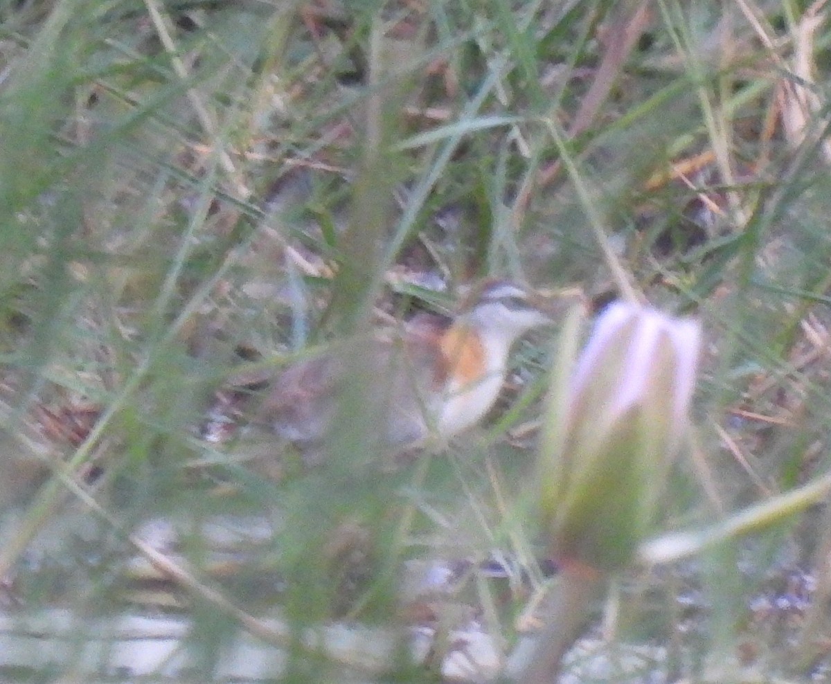 Lesser Jacana - ML646404194