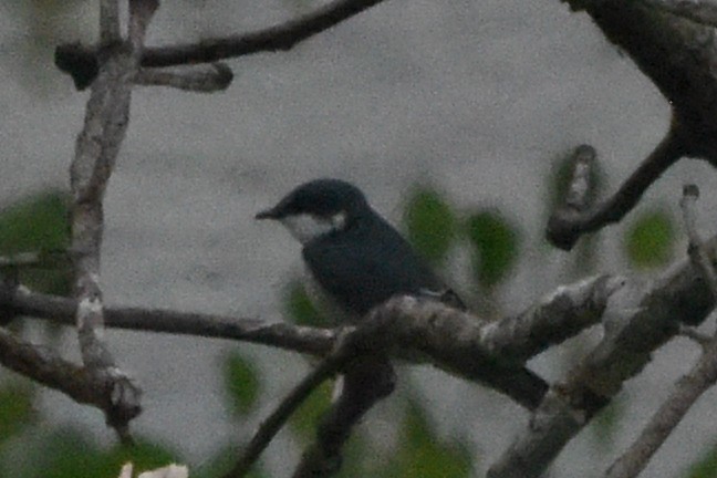 Mangrove Swallow - ML646404195