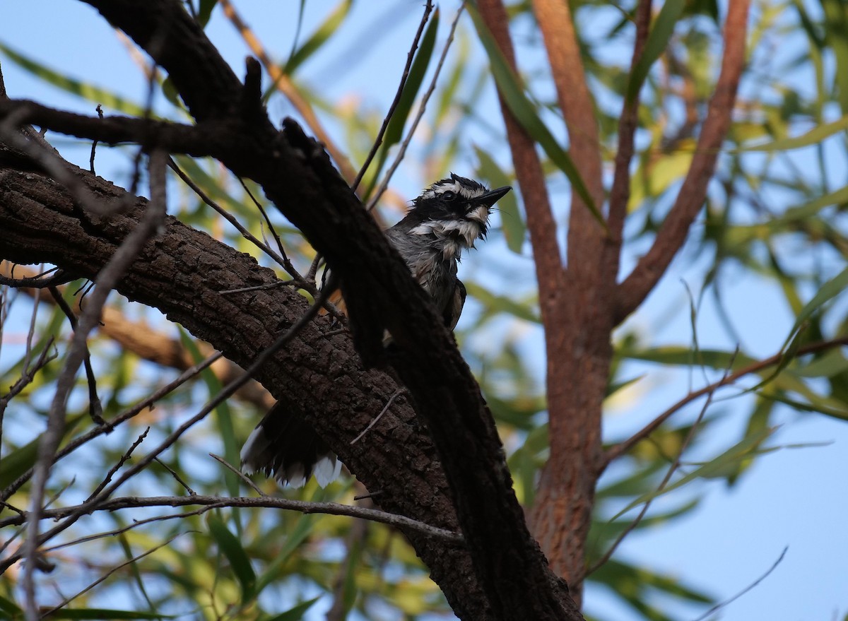 Buff-sided Robin - ML646404197