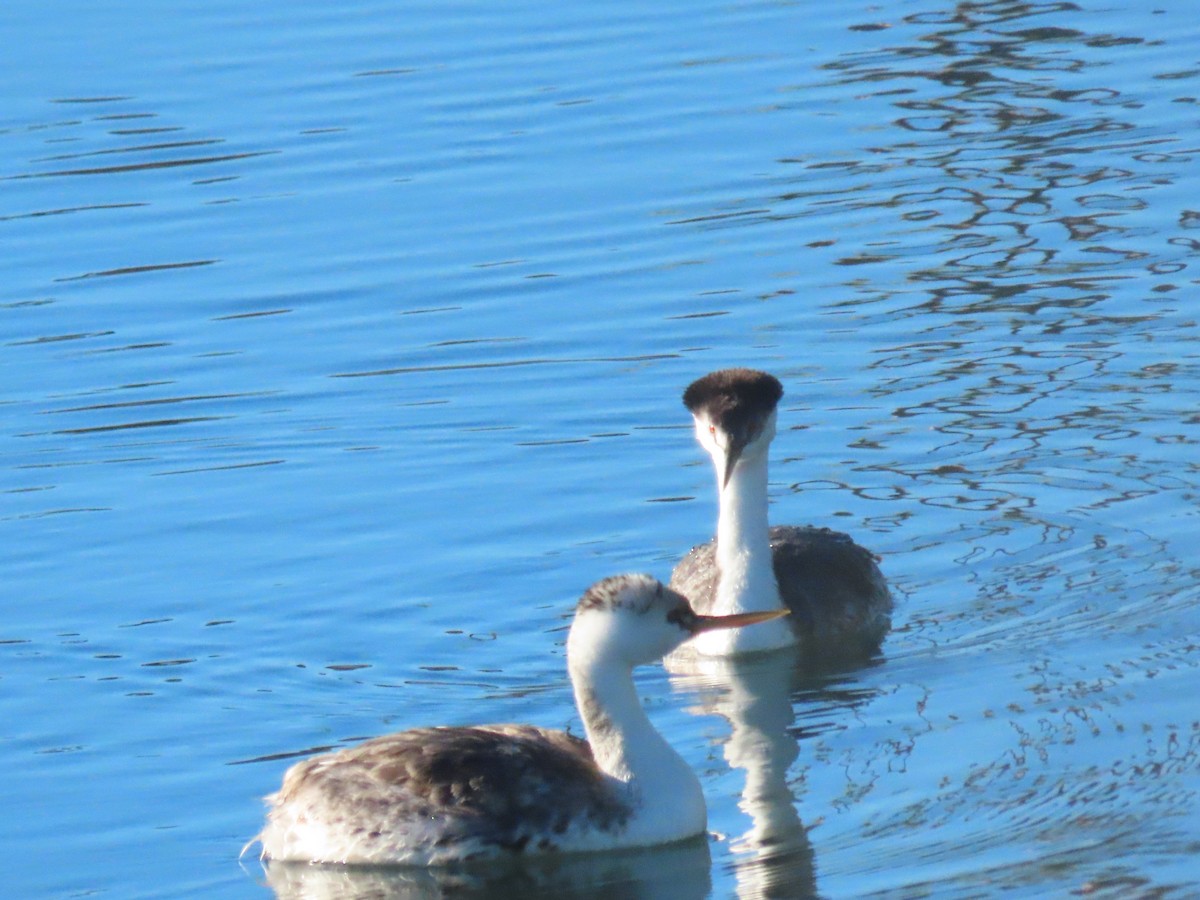 Western/Clark's Grebe - ML646404198