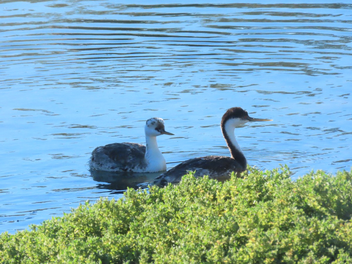 Western/Clark's Grebe - ML646404199
