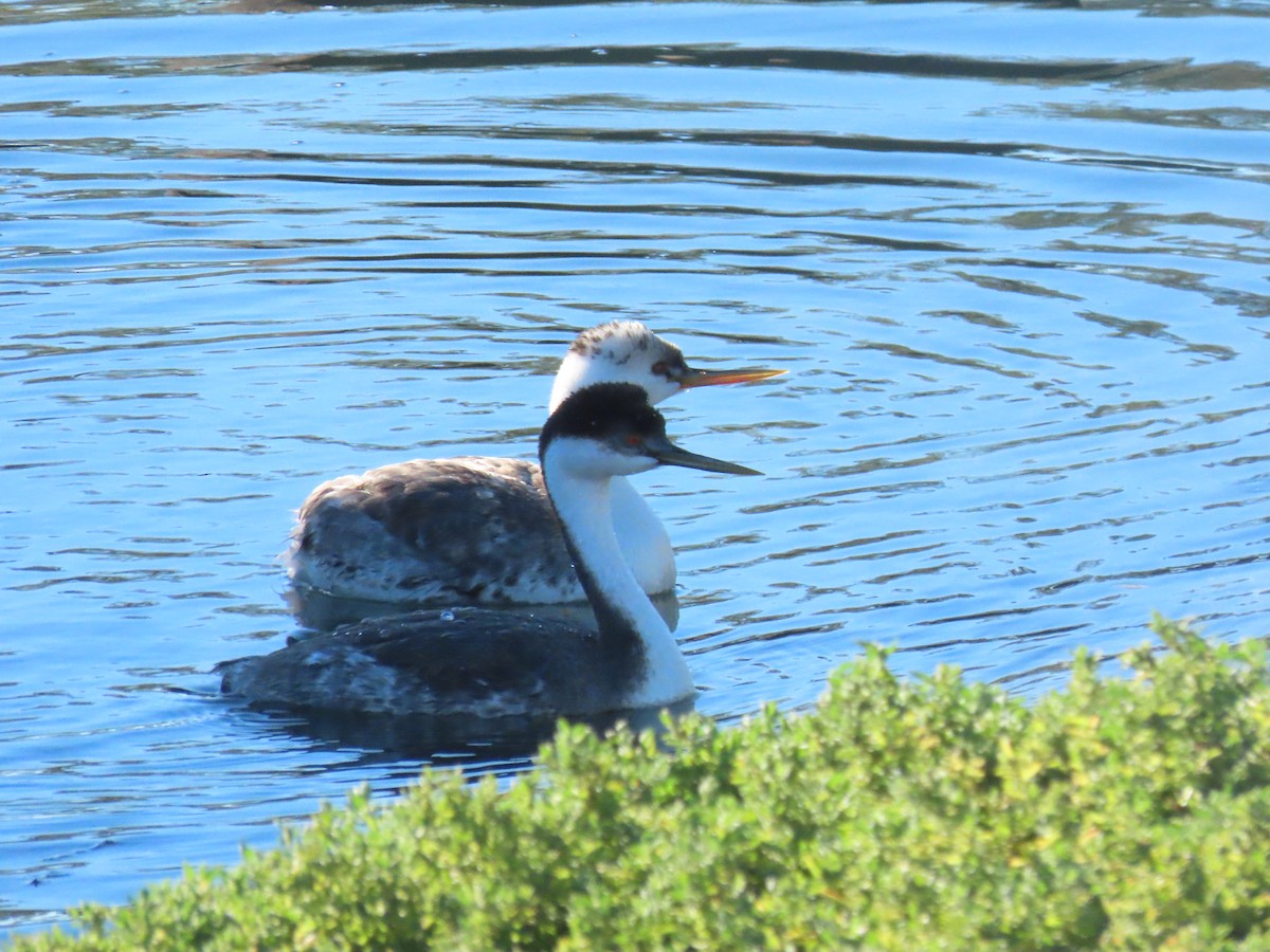 Western/Clark's Grebe - ML646404200