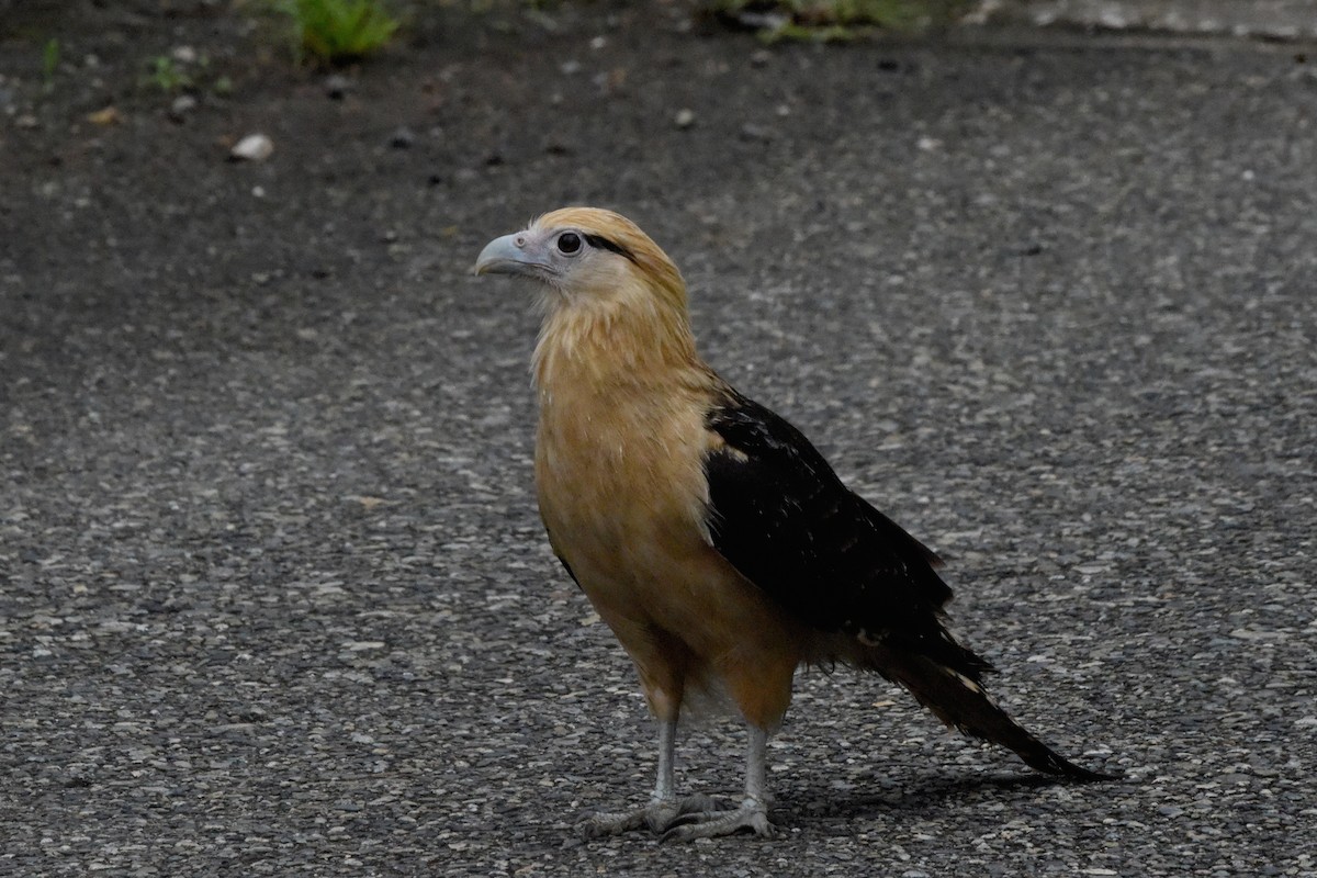 Yellow-headed Caracara - ML646404204
