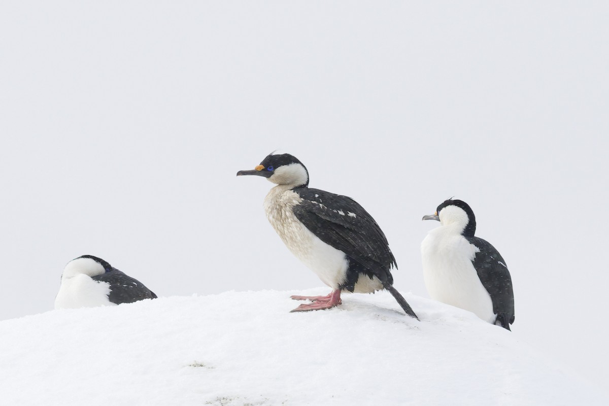 Imperial Cormorant (Antarctic) - ML646404205