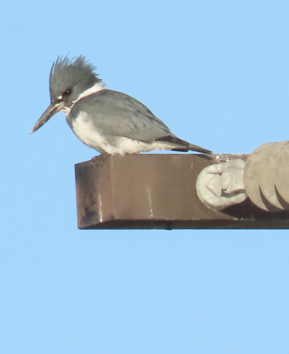 Belted Kingfisher - ML646404207