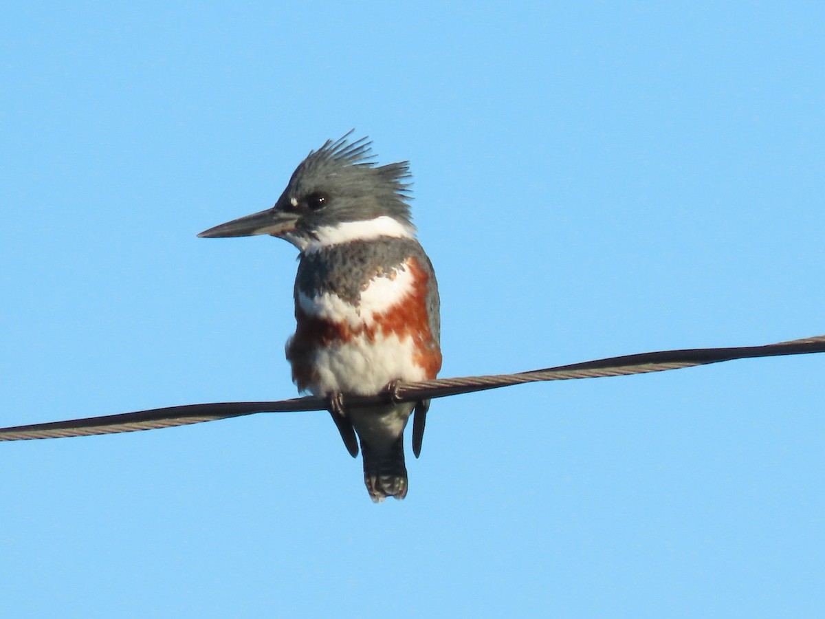 Belted Kingfisher - ML646404208