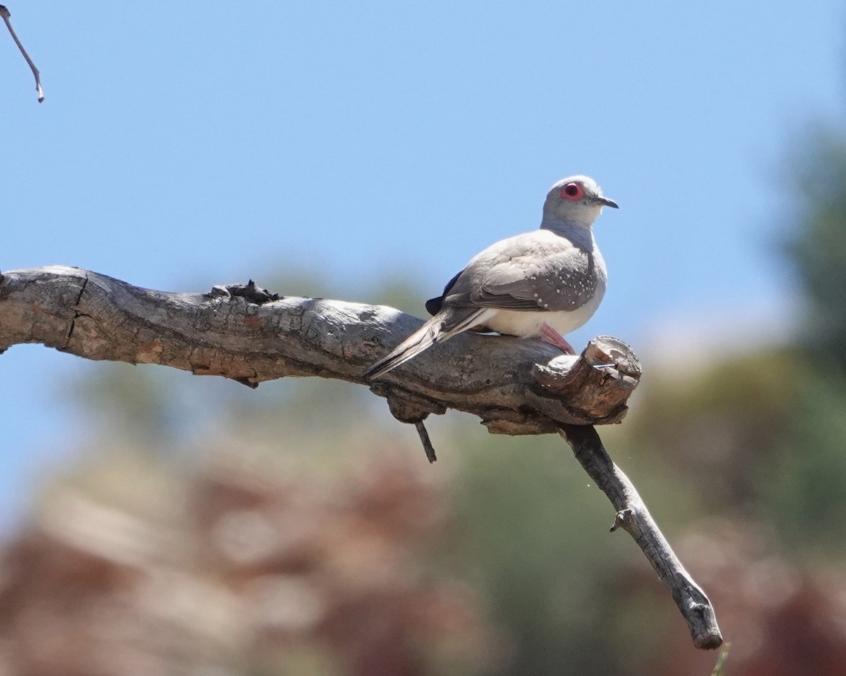 ウスユキバト - ML646404213