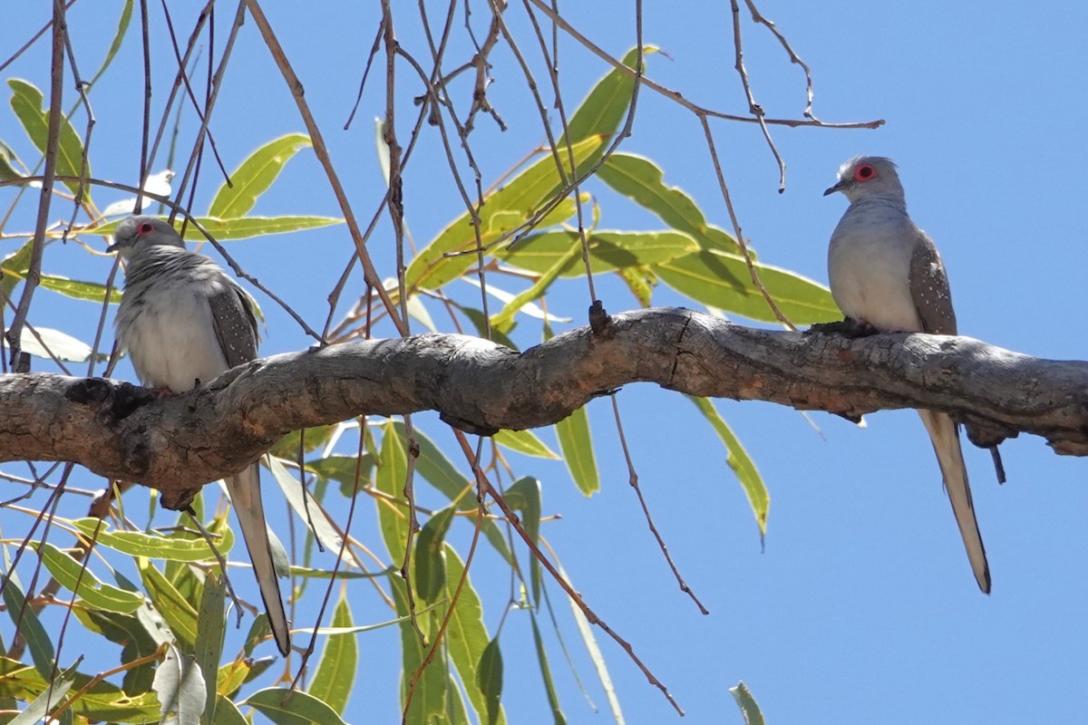 ウスユキバト - ML646404214