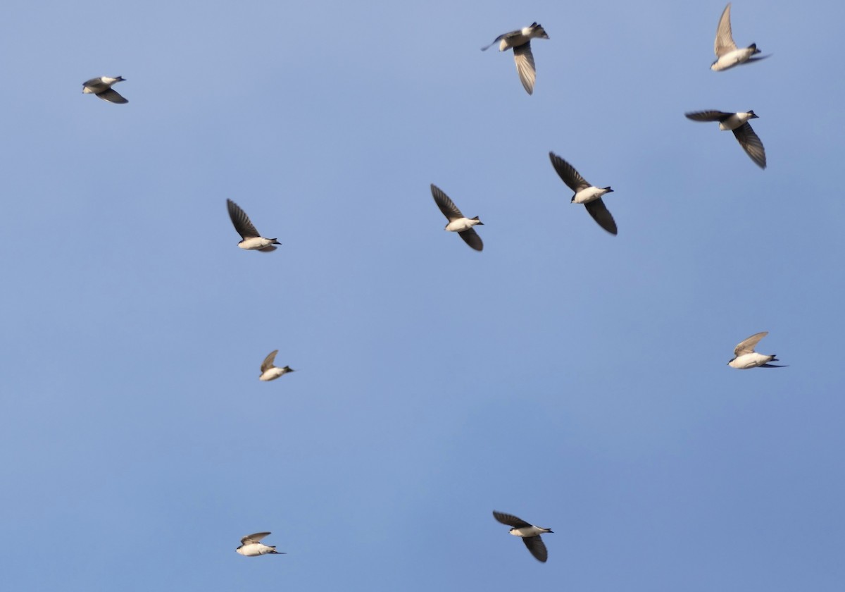 Tree Swallow - ML646404216