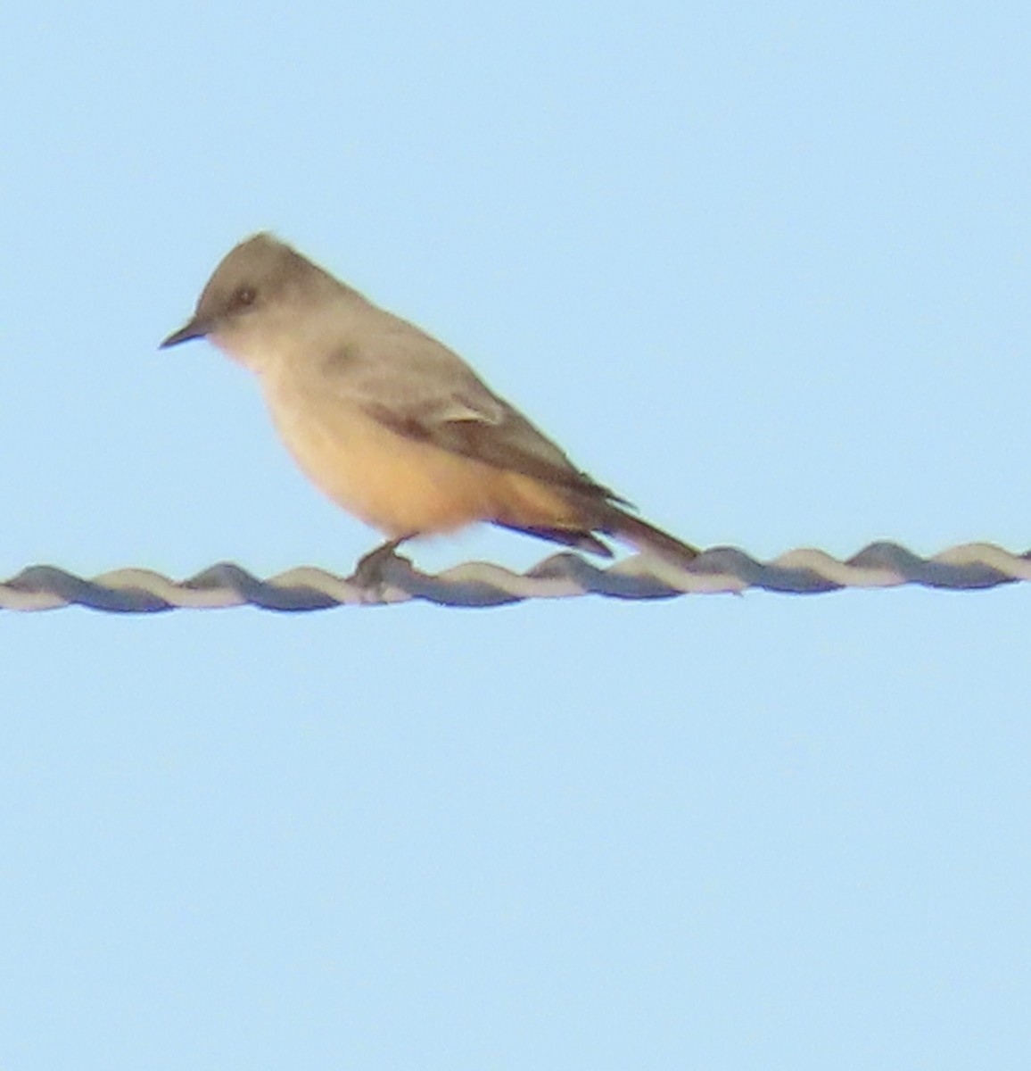 Say's Phoebe - ML646404218