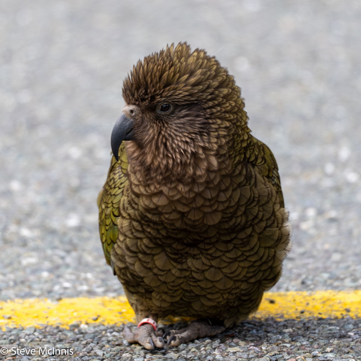 Kea - ML646404221
