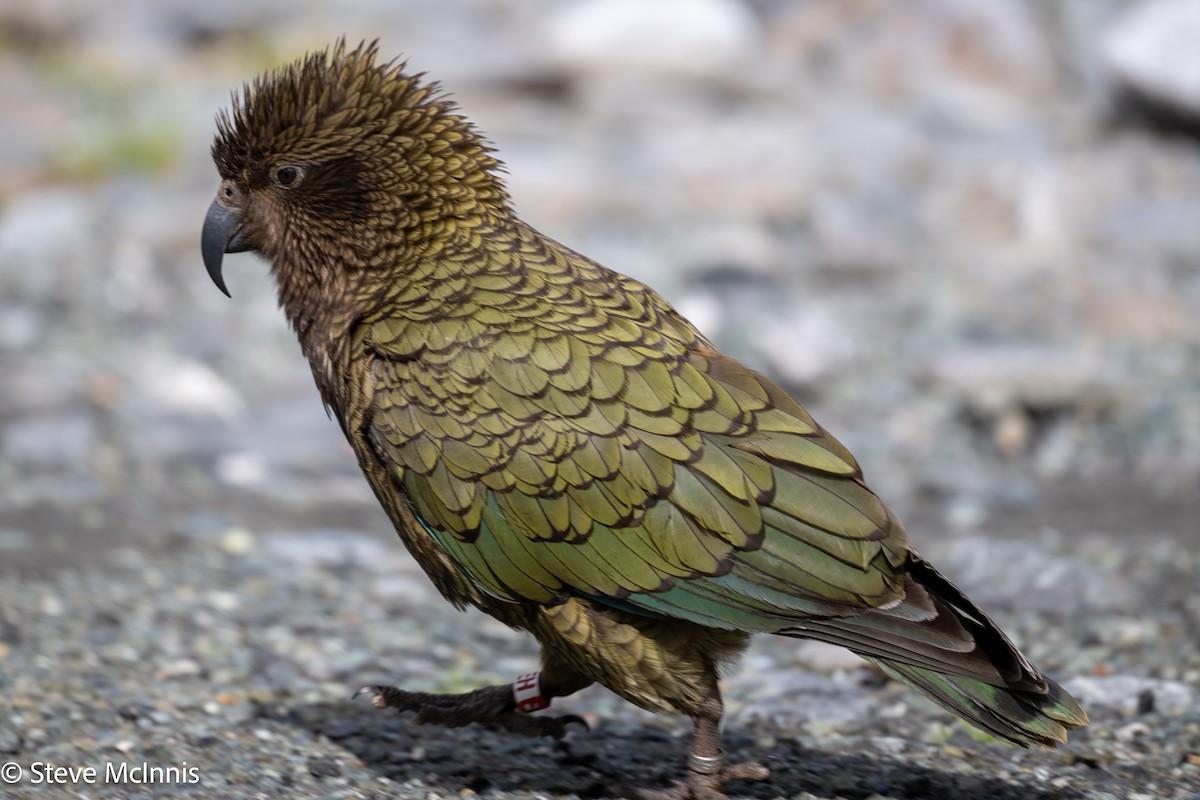 Kea - ML646404222
