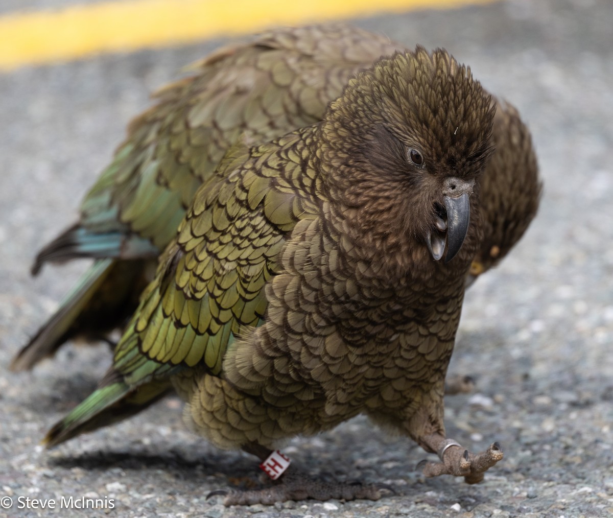 Kea - ML646404223