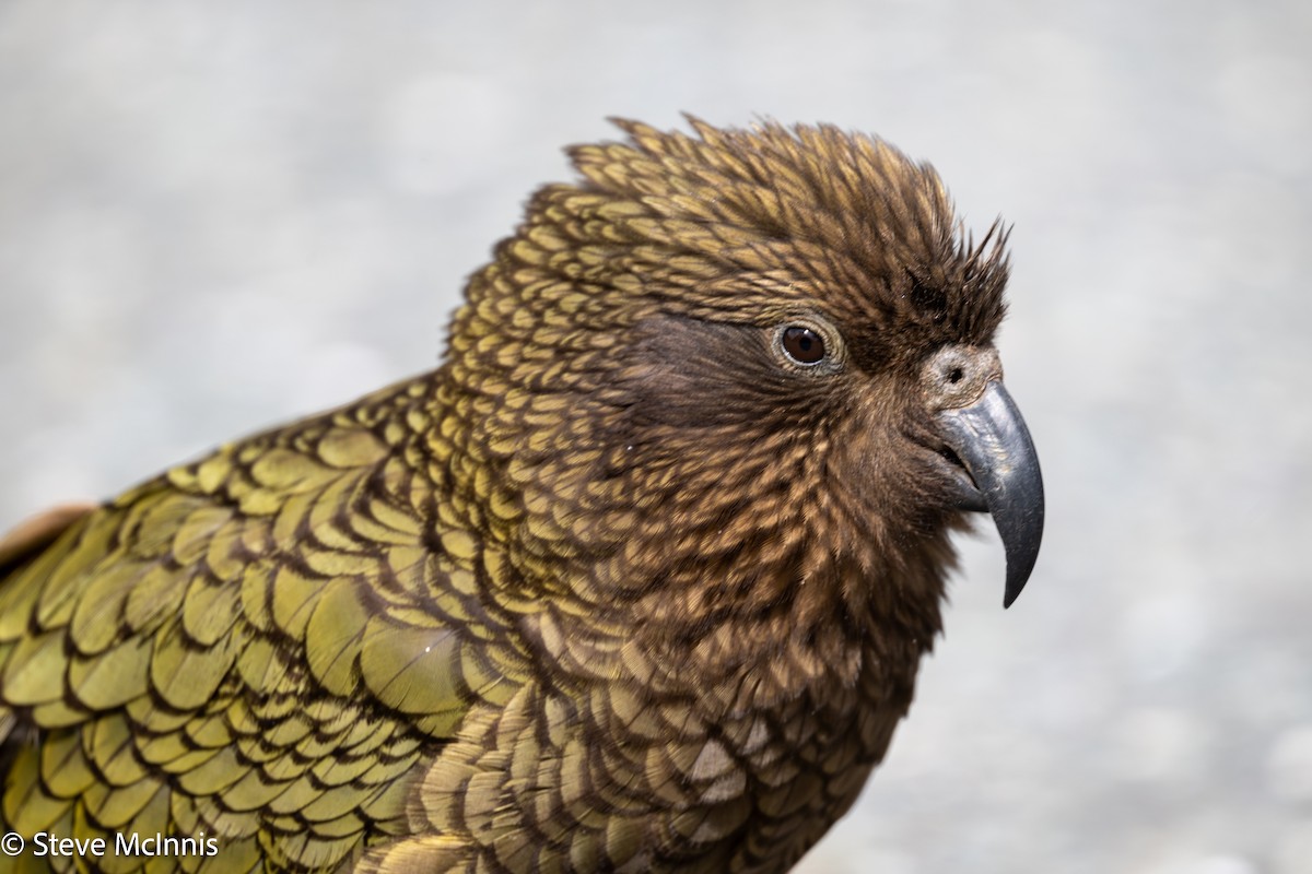 Kea - ML646404224
