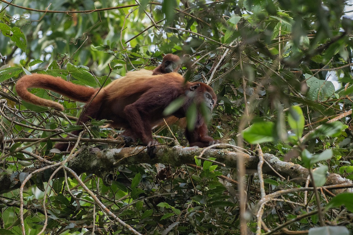 Roter Brüllaffe - ML646404227