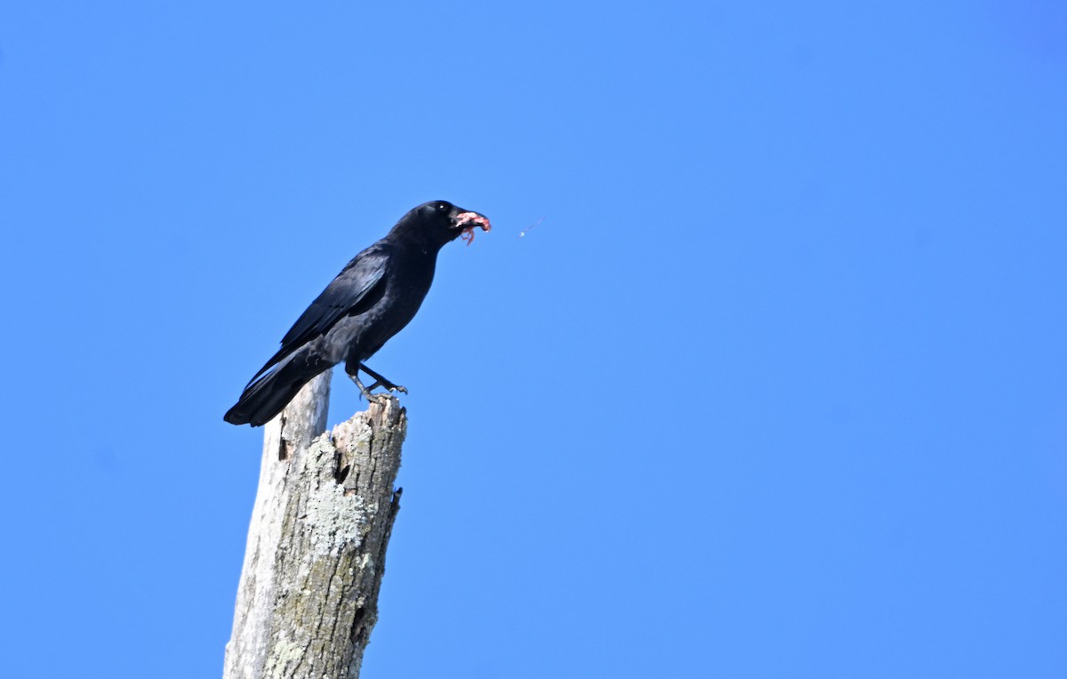 vrána americká - ML646404228