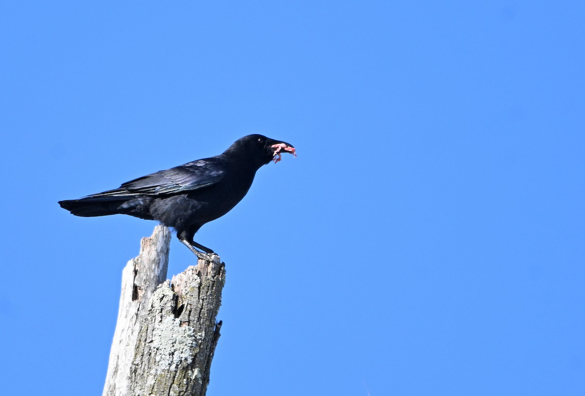 vrána americká - ML646404229