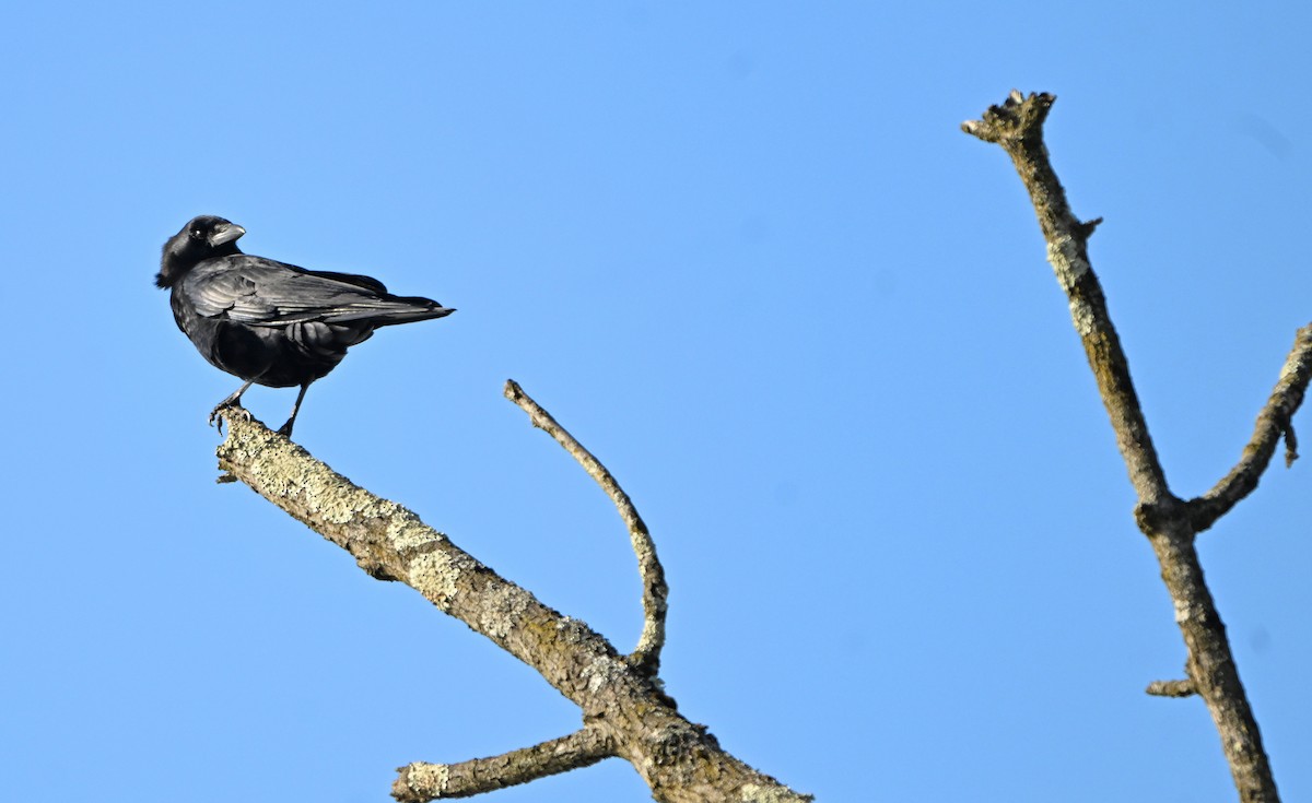 vrána americká - ML646404230