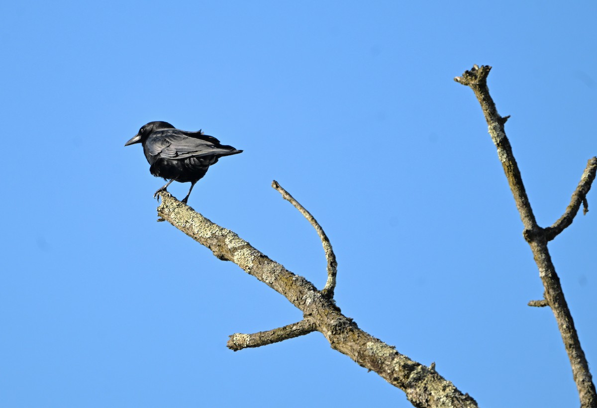 vrána americká - ML646404231