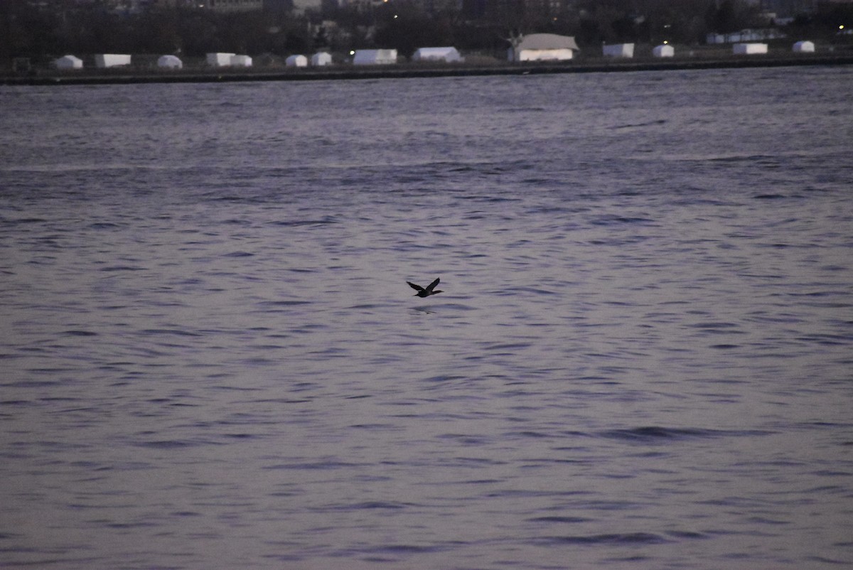 Cormoran à aigrettes - ML646404236